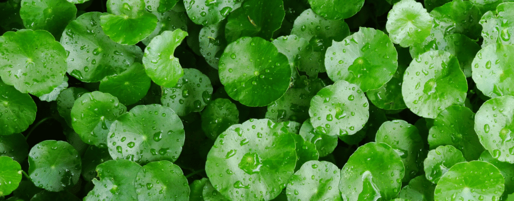 Centella Asiatica