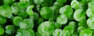 Centella Asiatica