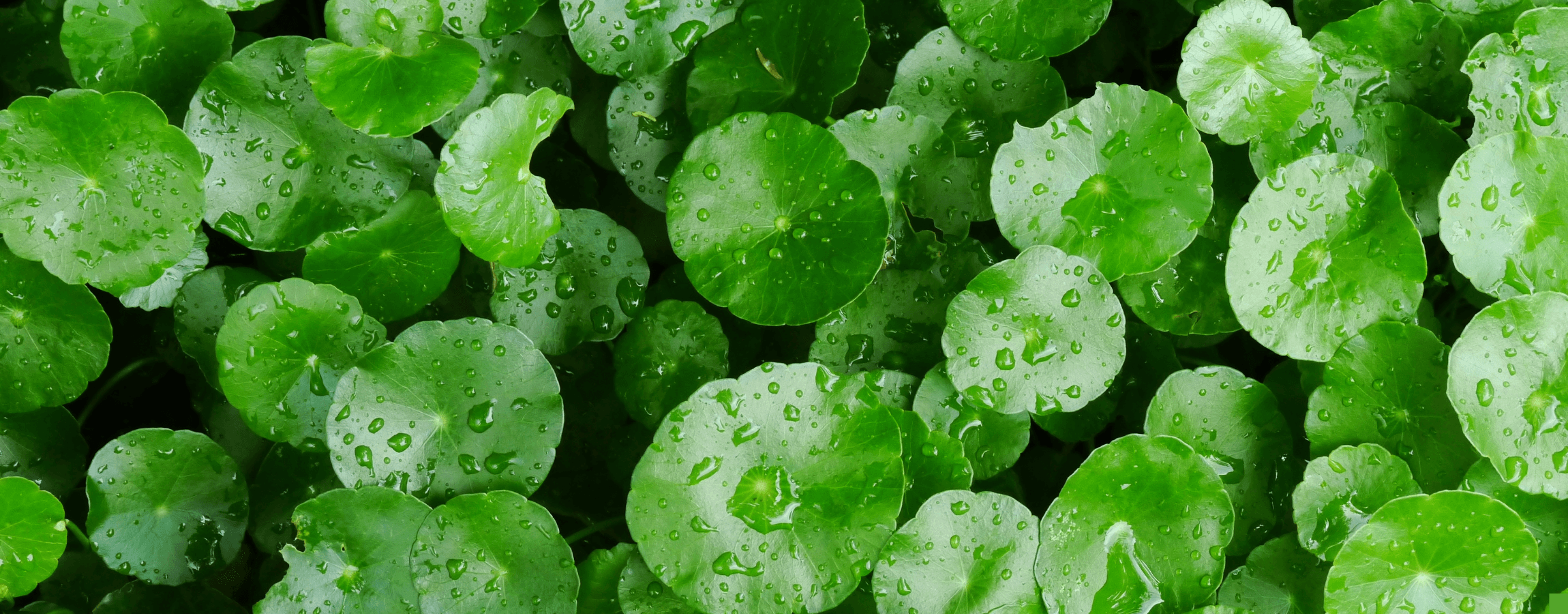 Centella Asiatica